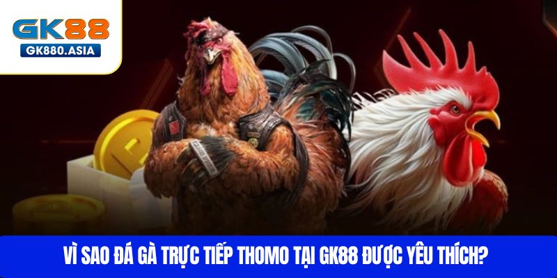 Vì sao đá gà trực tiếp Thomo tại GK88 được yêu thích?