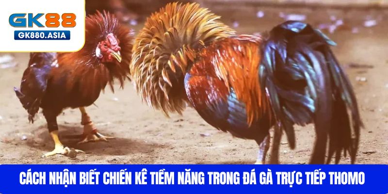 Cách nhận biết chiến kê tiềm năng trong đá gà trực tiếp Thomo